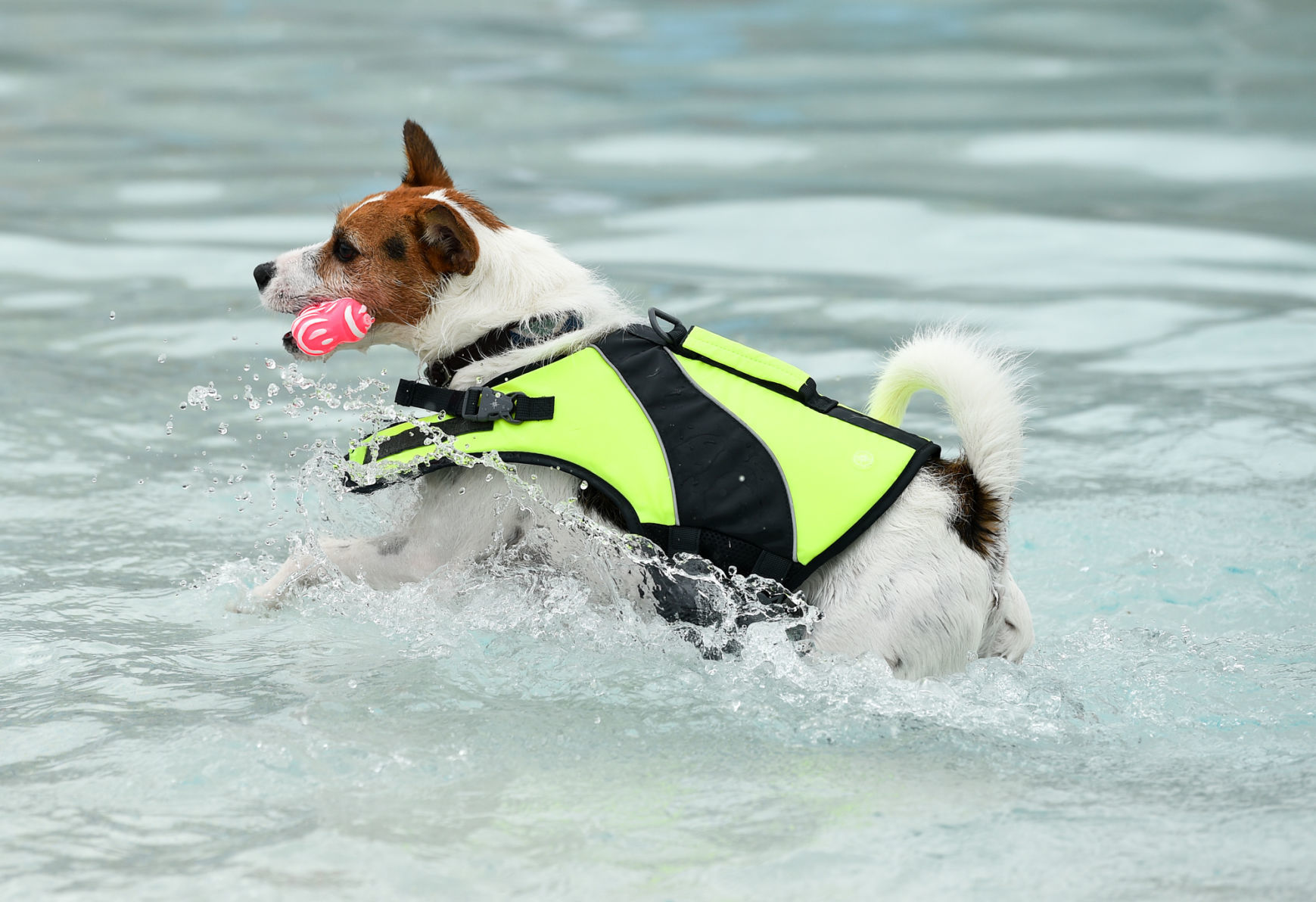 082919-bet-doggysplash-071a.JPG
